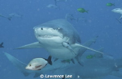 I am smiling at you, you are not my lunch though! by Lawrence Lee 